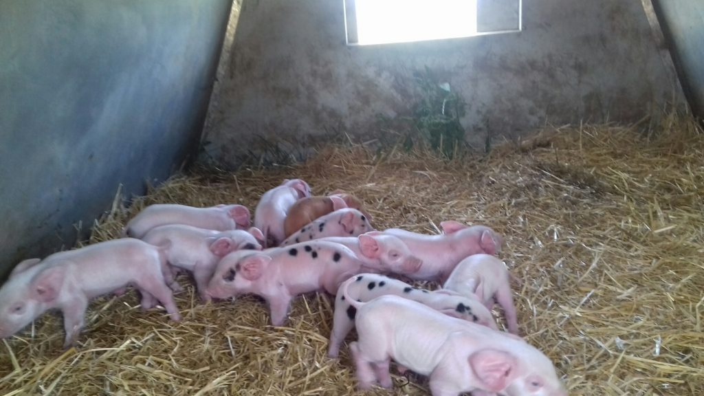 Piglets - UK pig stock person jobs