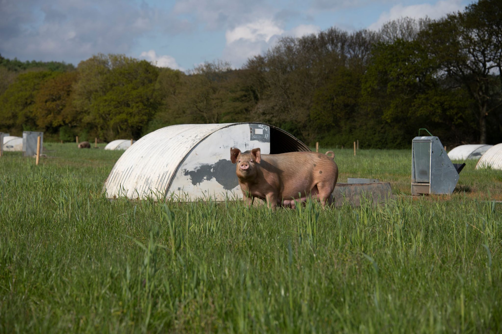 Pig Farm Jobs North Yorkshire